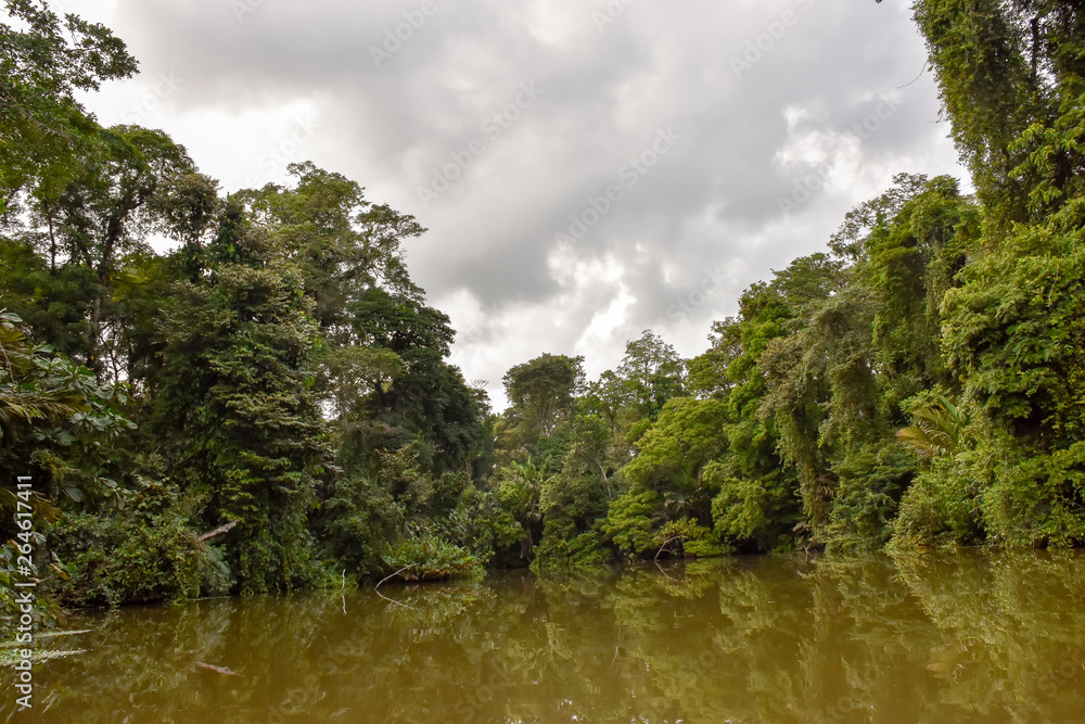 Pristine rainforest in costa rica Pristine rainforest in costa rica
