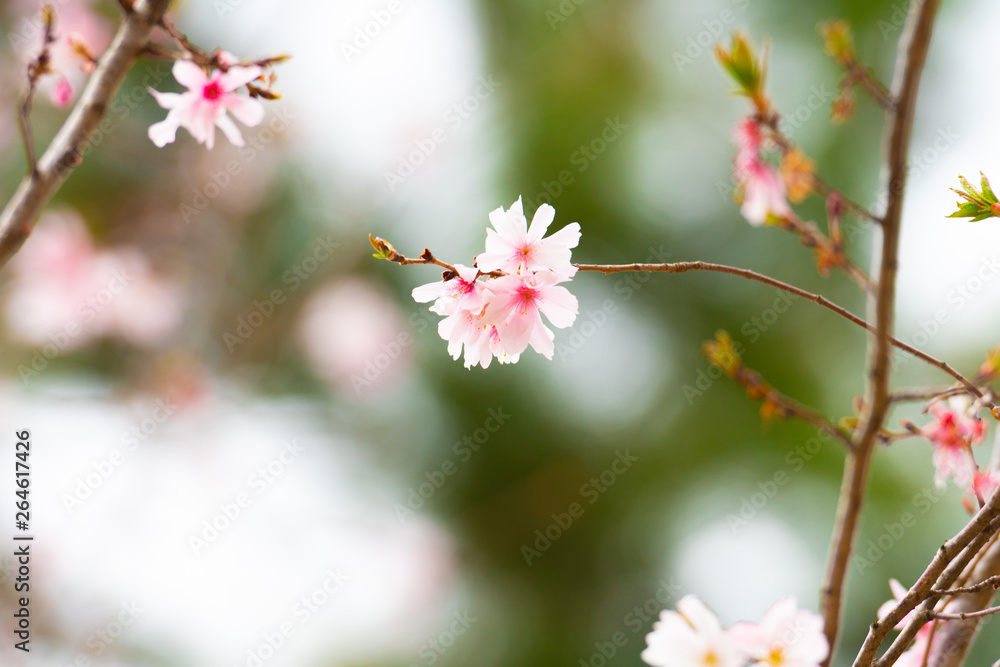 Cherry blossom in spring for background or copy space for text Cherry blossom in spring for background or copy space for text