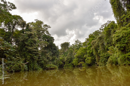 Pristine rainforest in costa rica
