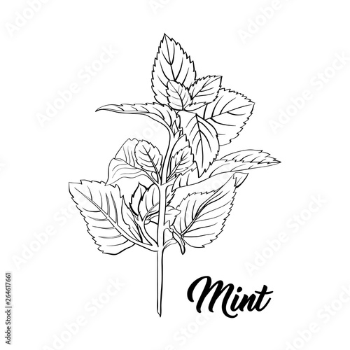 Mint Branch Monochrome Engraving. Tea Herb Sketch. Isolated Hand Drawn Sketch Drawing Peppermint Illustration or Spearmint Botany Plant. Herbal Medicine and Aromatherapy Design on the White Background