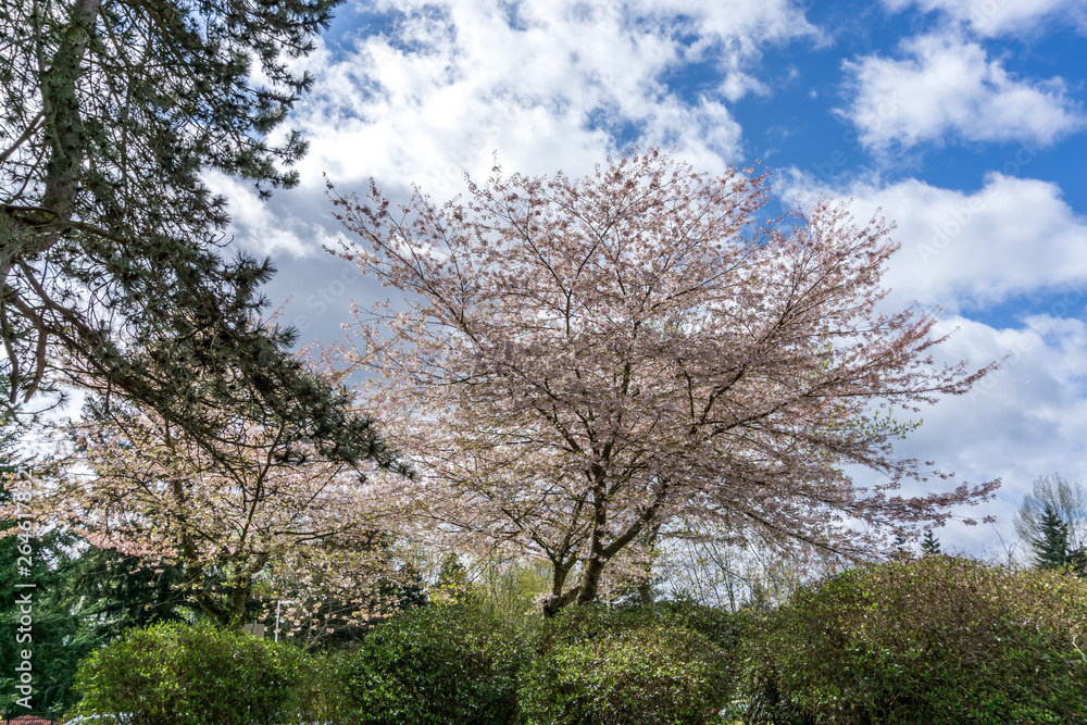 New Tree Blossoms