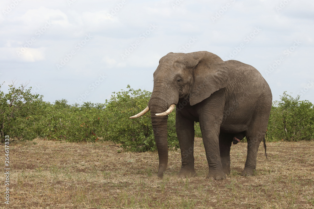 Obraz premium Afrikanischer Elefant / African elephant / Loxodonta africana