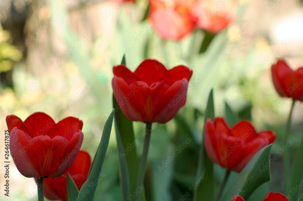 bright red tulips in the rays of sunlight on a background of beautiful floral bokeh bright red tulips in the rays of sunlight on a background of beautiful floral bokeh