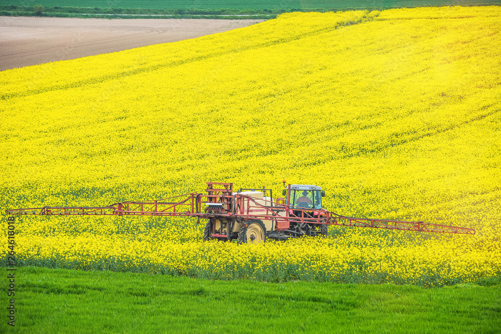 Fototapeta premium agricuteur travaillant dans les champs de colza en fleur