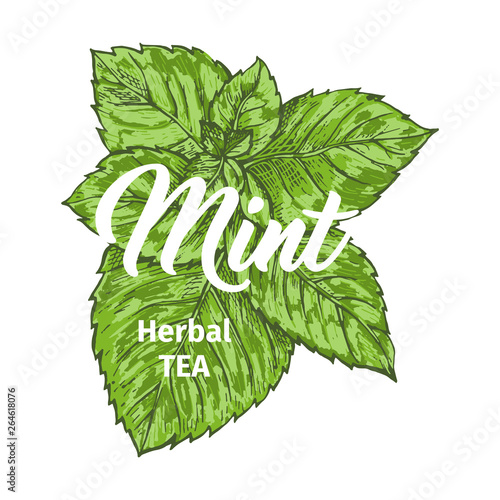 Herbal Tea with Fresh Mint Logo Template. Isolated Hand Drawn Marker Painting Label with Peppermint. Spearmint Botany Plant and Hand-Lettering Calligraphy Inscription. Botanical Design, Medical theme.