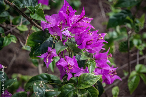 Color flowers in the garden
