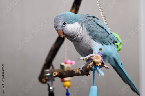 Canvas Print Blue Quaker Parrot pet bird on perch playing by swinging green ball onto his bac