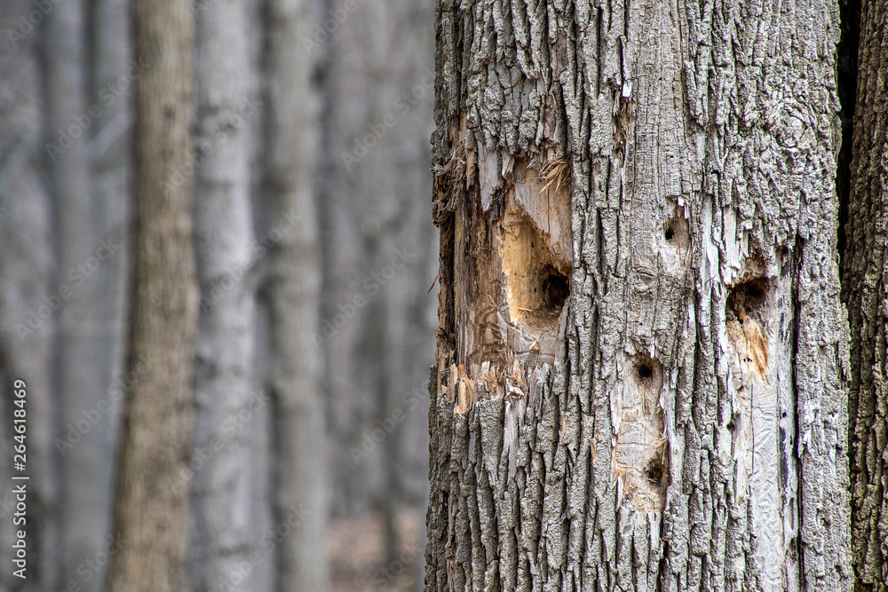 unique face pattern made by woodpecker in tree trunk unique face pattern made by woodpecker in tree trunk