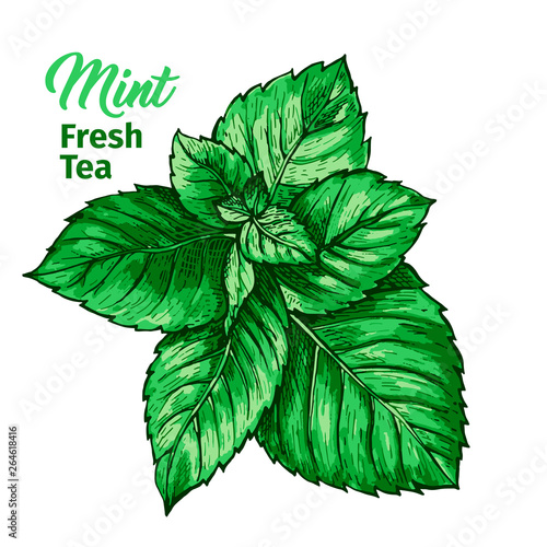 Herbal Tea with Fresh Mint Logo Template. Isolated Hand Drawn Marker Painting Label with Peppermint. Spearmint Botany Plant and Hand-Lettering Calligraphy Inscription. Botanical Design, Medical theme.