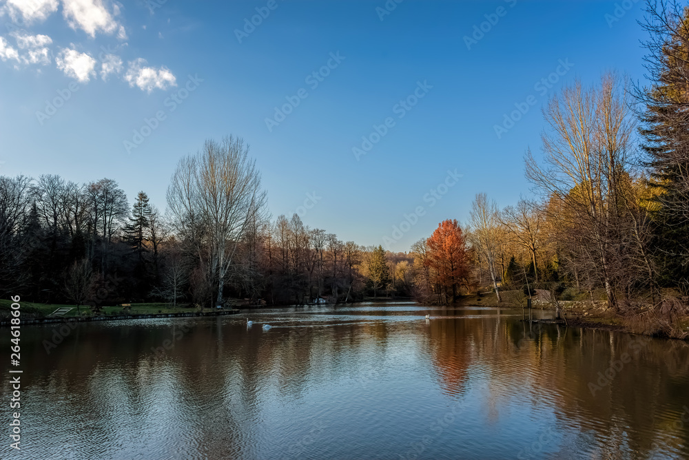 Collection of trees alongside a calm lake under blue skies with scattered clouds