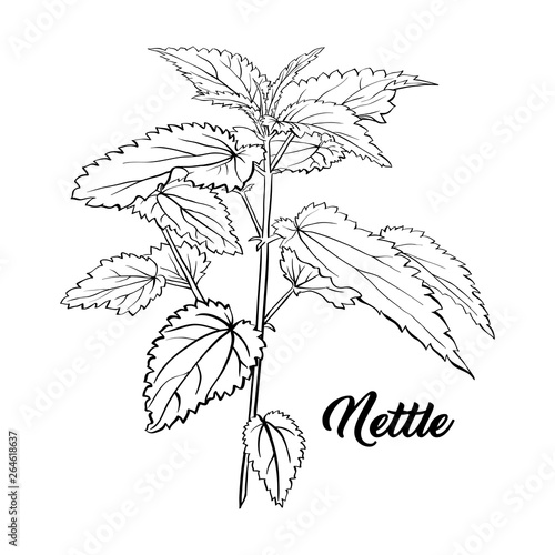 Nettle Branch Monochrome Engraving. Tea Herb Sketch. Isolated Hand Drawn Contour Sketch Drawing Illustration of Stinning Botany Plant. Herbal Medicine and Aromatherapy Design on the White Background