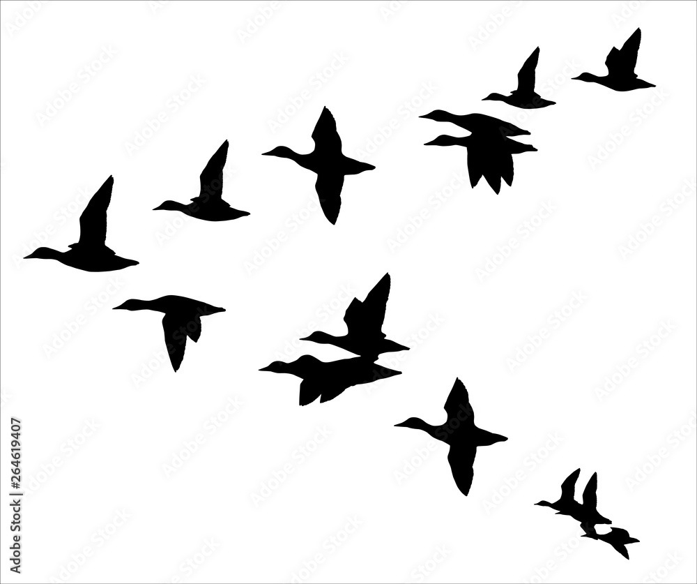 Flock of flying ducks - obrazy, fototapety, plakaty 
