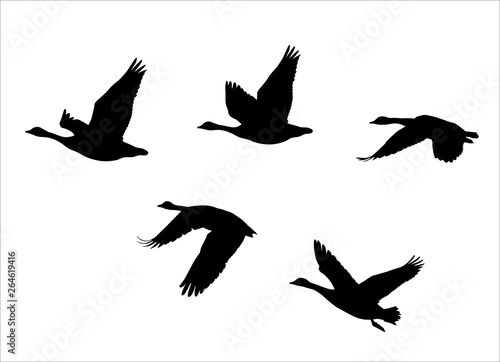 vector silhouettes of  flock of  flying canadian geese  Canada Goose 