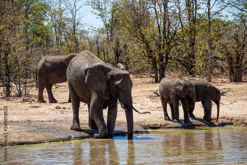 Fototapeta premium African Elephants