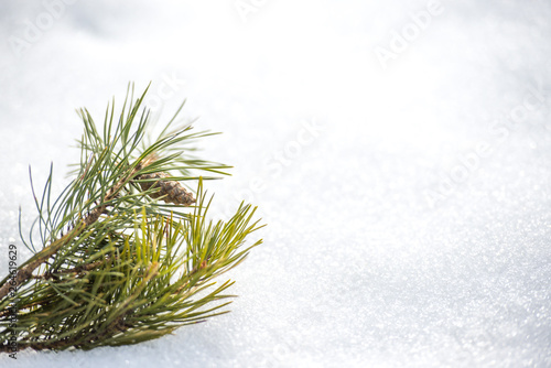 pine branch with a cone in the snow, Branch of fir tree in snow isolated on the white background.