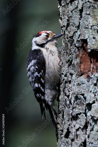 Lesser spotted woodpecker (Dryobates minor) © dennisjacobsen