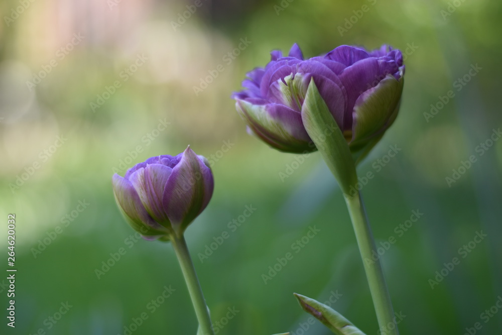 Fototapeta premium Blühende Tulpen (Tulipa)