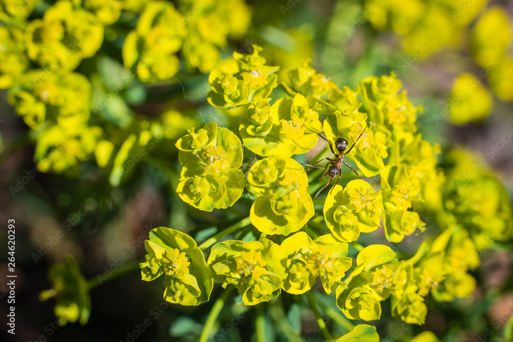 Blooming Euphorbia esula, Wolfs Milk, Yellow Blossoms, sunny, Ant Blooming Euphorbia esula, Wolfs Milk, Yellow Blossoms, sunny, Ant