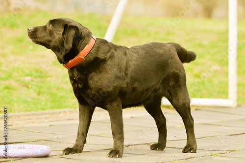 labrador plaing with his toy photo