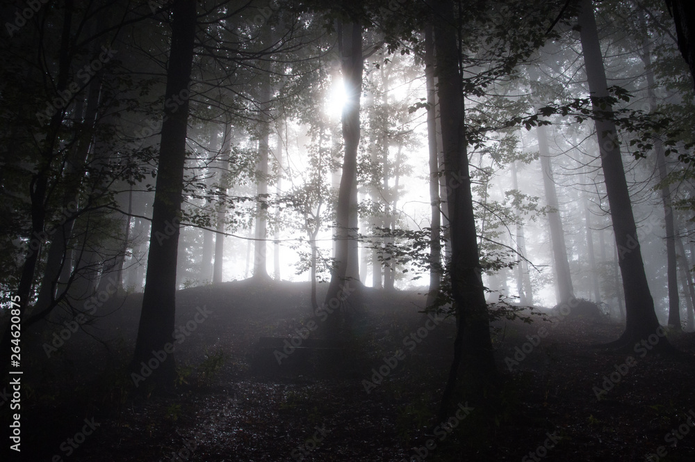 fog in a mountain forest. fog in a mountain forest.