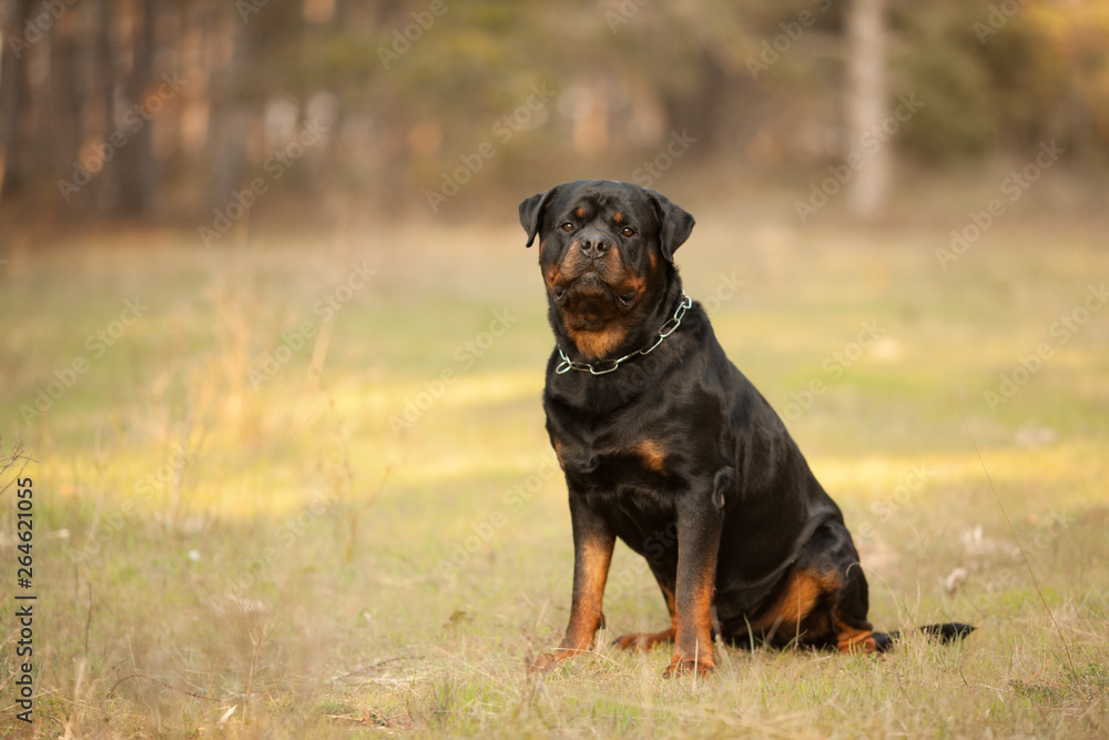 dog breed Rottweiler on a walk beautiful portrait