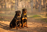 two dogs of breed a Rottweiler on a walk together a beautiful portrait