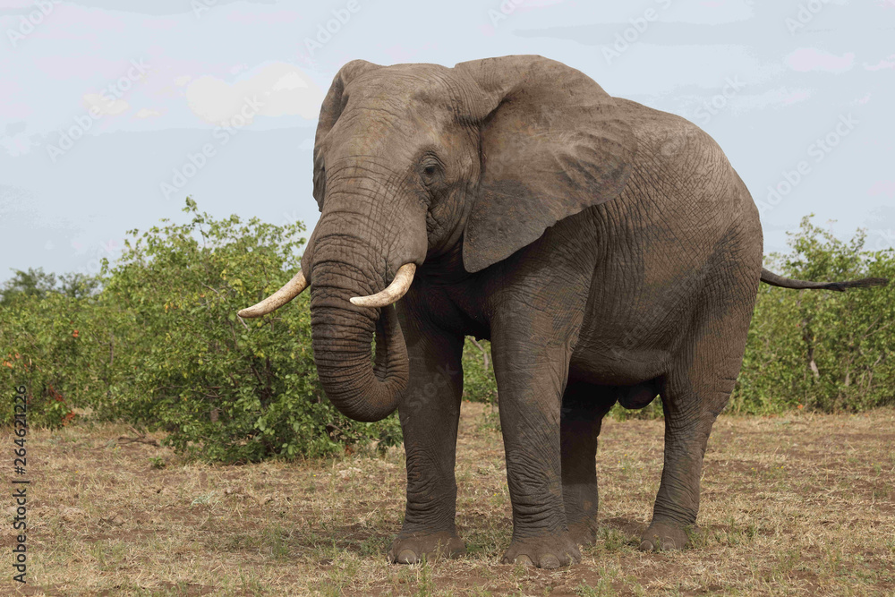 Obraz premium Słoń afrykański / słoń afrykański / Loxodonta africana