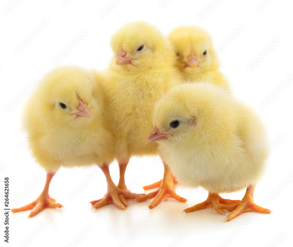 Four yellow chickens.