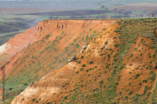 Flock of sheep grazing on the slope of a large clay cliff