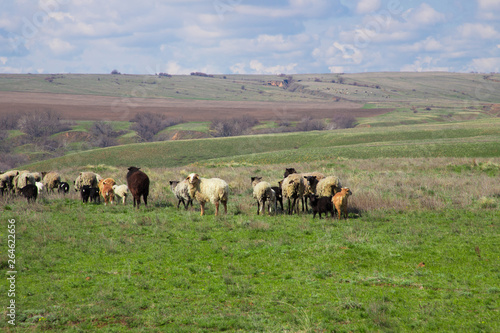 Flock of sheep grazing in the meadow © Алексей Малеечев