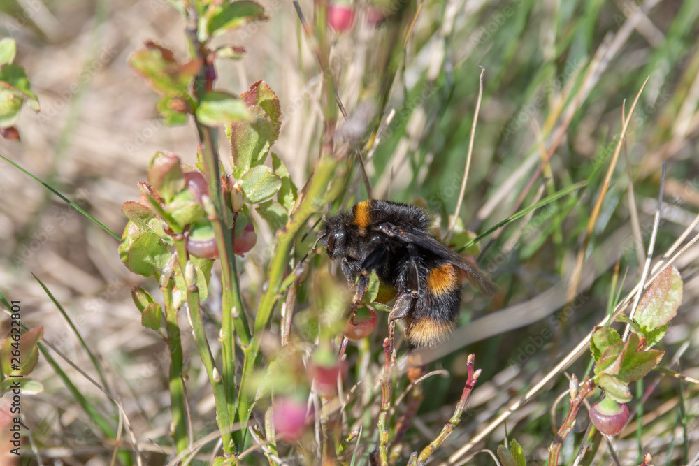 The Humble Bumble Bee Collecting Pollen and Nectar The Humble Bumble Bee Collecting Pollen and Nectar