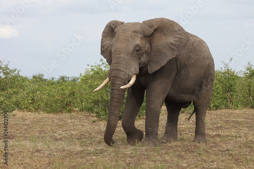 Afrikanischer Elefant   African elephant   Loxodonta africana