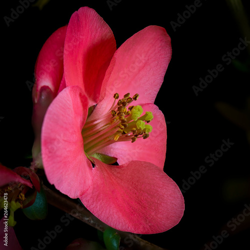 Camelia on a blck background photo