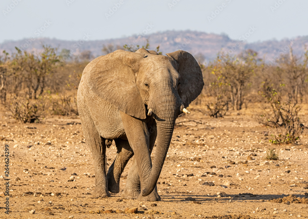 African Elephant Bull