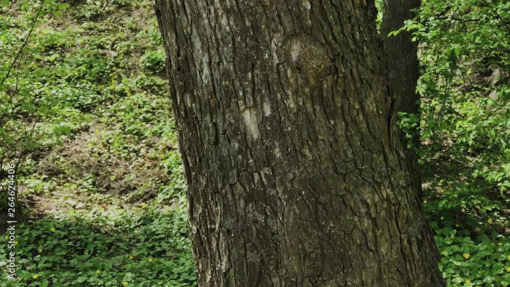 Beautiful tree trunk in the forest. Beautiful tree trunk in the forest.