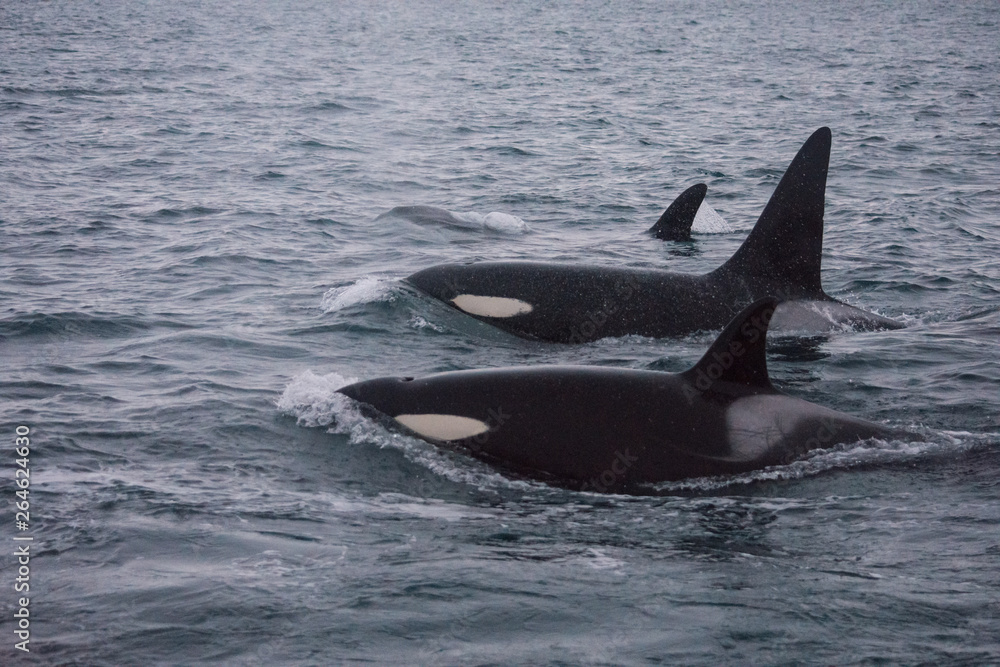 Fototapeta premium Orques