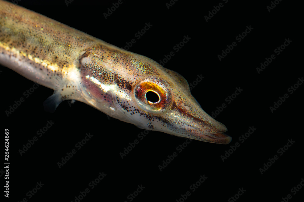 Underwater photo of a baby Pike (Esox Lucius) snoek Underwater photo of a baby Pike (Esox Lucius) snoek