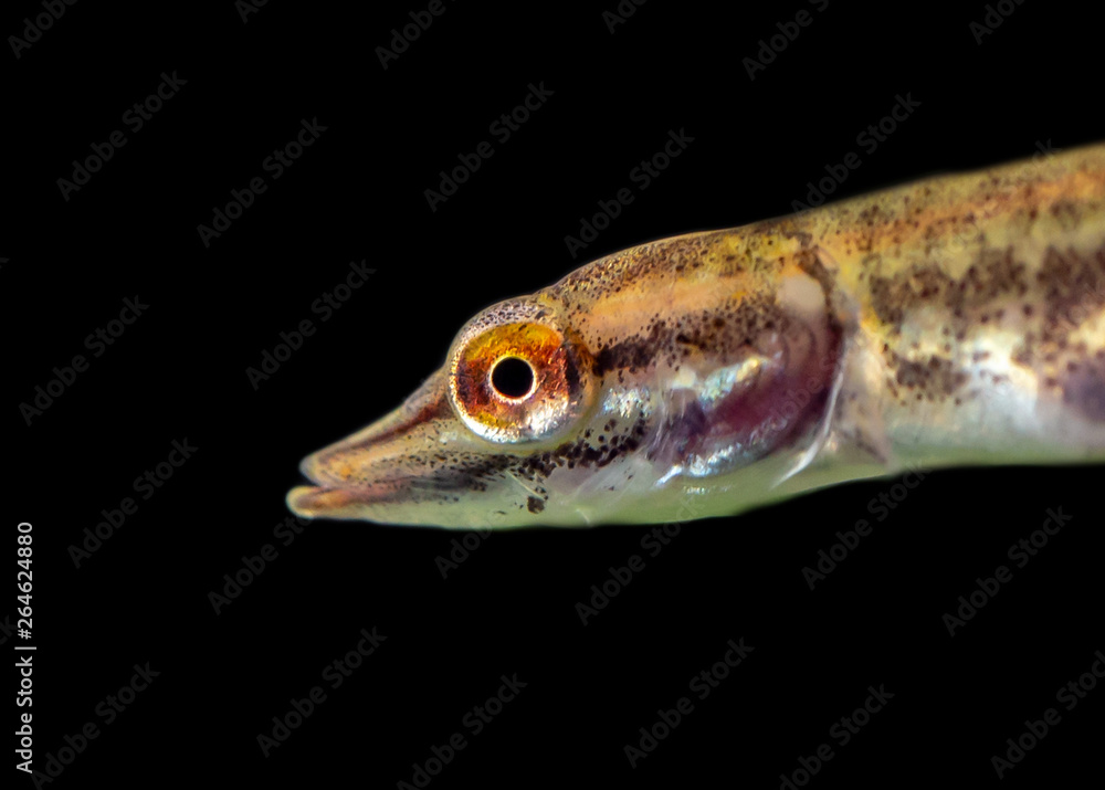 Underwater photo of a baby Pike (Esox Lucius) snoek Underwater photo of a baby Pike (Esox Lucius) snoek