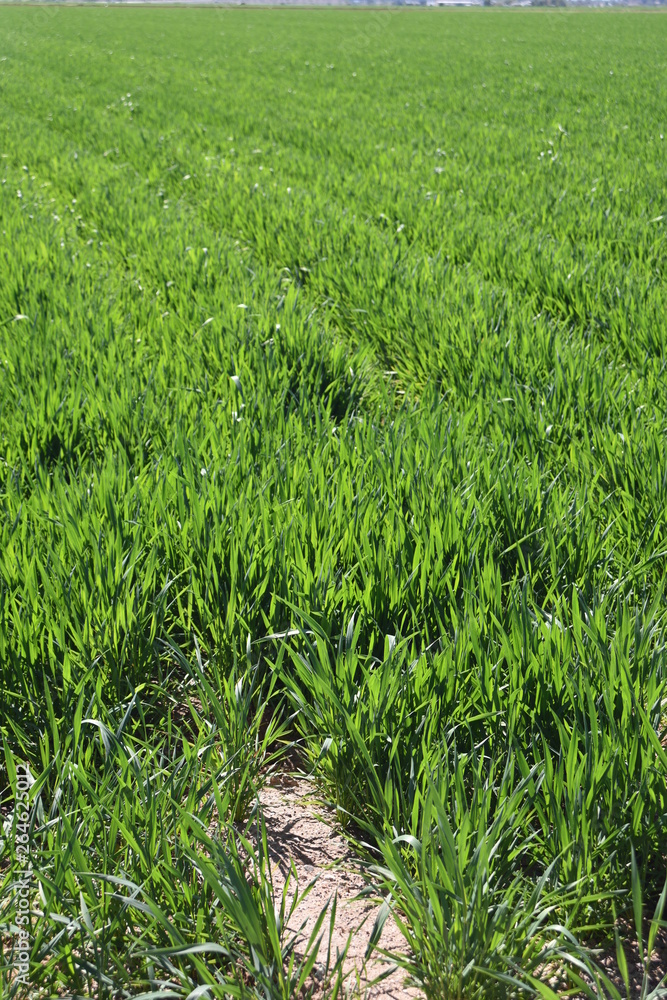 Obraz premium Sedge grass