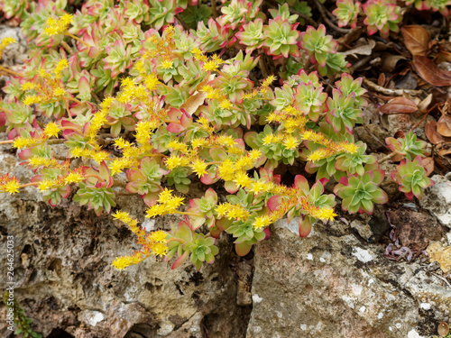 Fotografie Orpin de Palmer (Sedum palmeri)