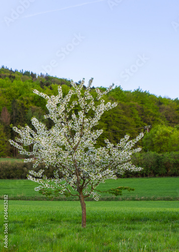 in einem frühlingstag