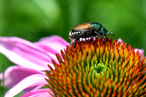 Japanese Beetle on a Coneflower