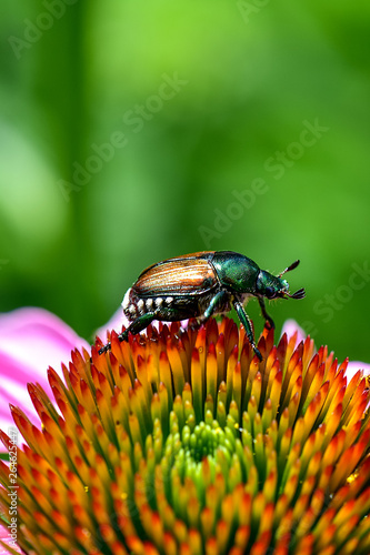 Echinacea with Japanese Beetle