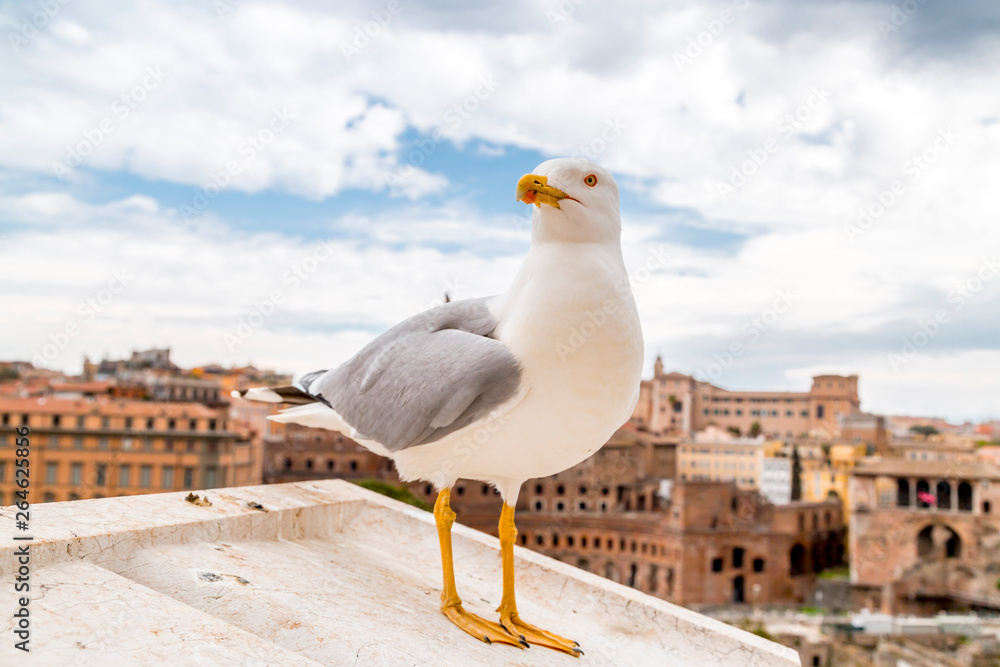 Seagull standing on the walls of Vittoriano Seagull standing on the walls of Vittoriano
