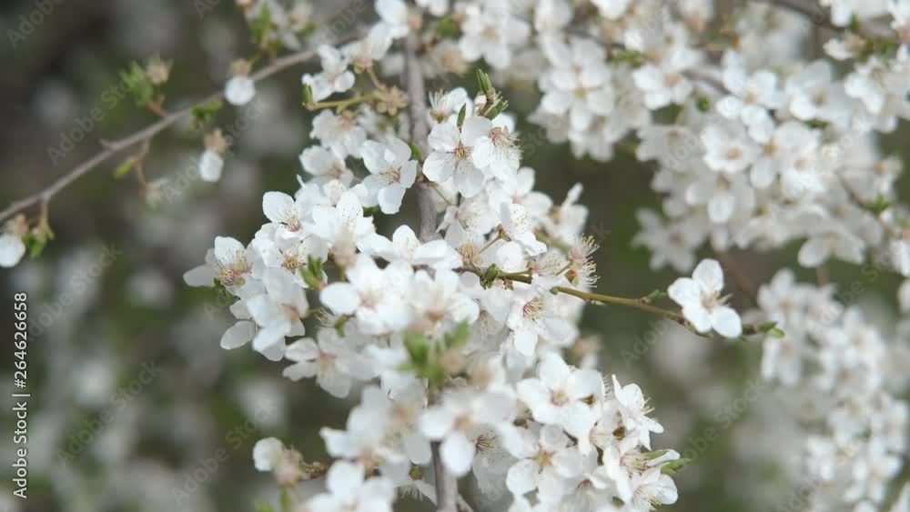 Spring flowering trees. Branches of blossoming sakura. Spring flowering trees. Branches of blossoming sakura.