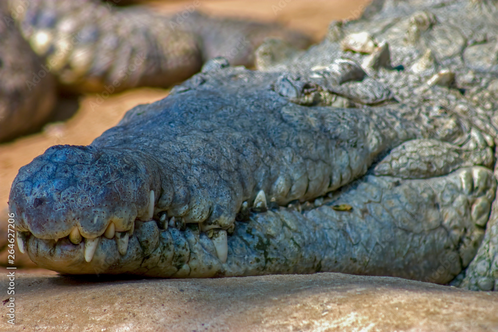 Obraz premium Close-up photography of the Orinoco crocodile head. Captured at the Andean mountains of southern Colombia.