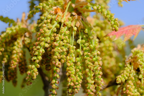 The tree blooms with beautiful earrings