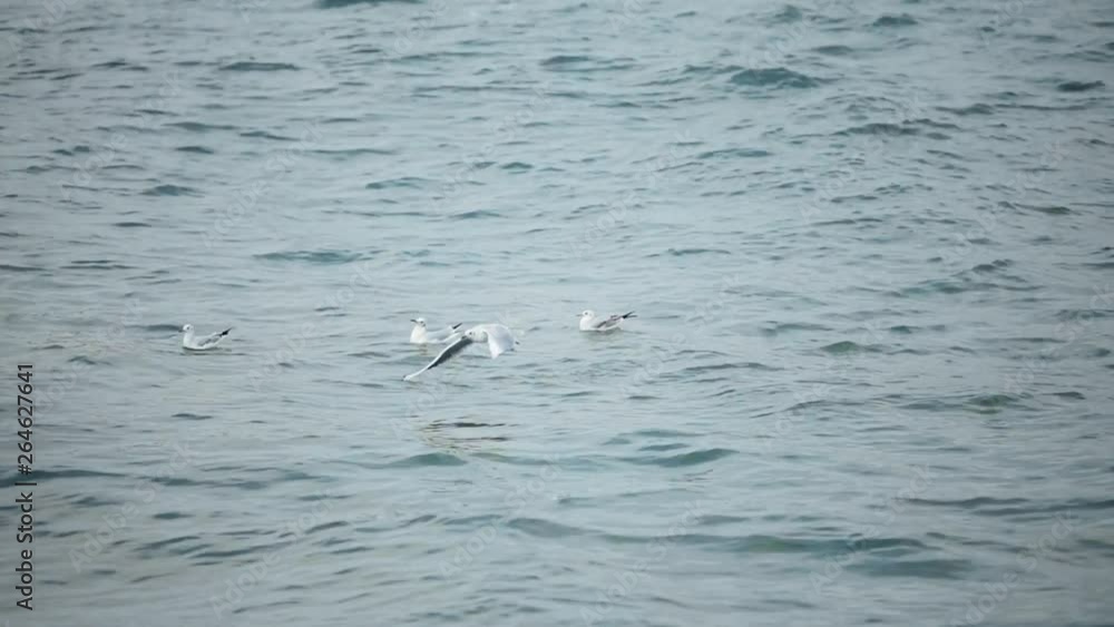 Seagulls circling over the sea in search of food. Seagulls circling over the sea in search of food.