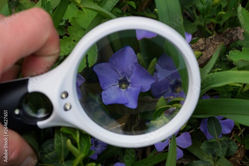 white magnifier in hand increases blue flower bell among green leaves photo