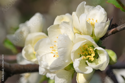Fototapeta Naklejka Na Ścianę i Meble -  Beautiful bright spring flowers